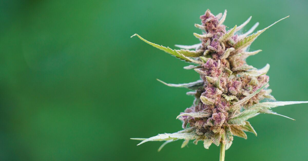 Is THCA Flower Sprayed? The Truth About Quality Cannabis