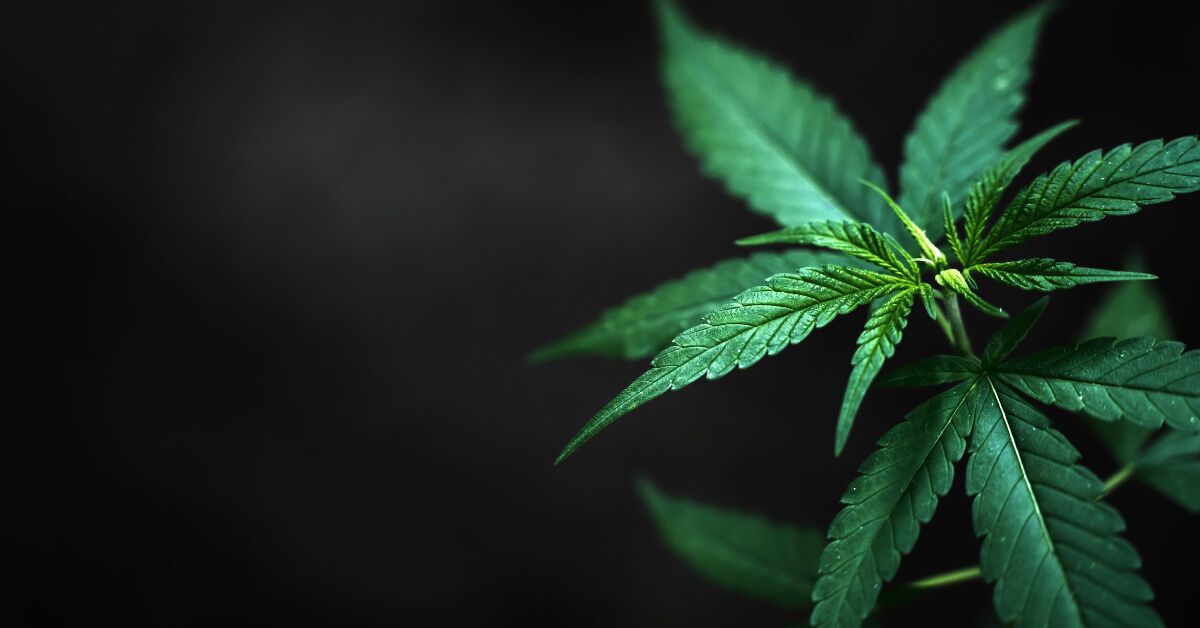 How THCV & CBDV Could Transform Your Wellness Routine