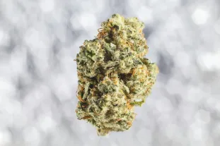 image of a premium THCa flower bud