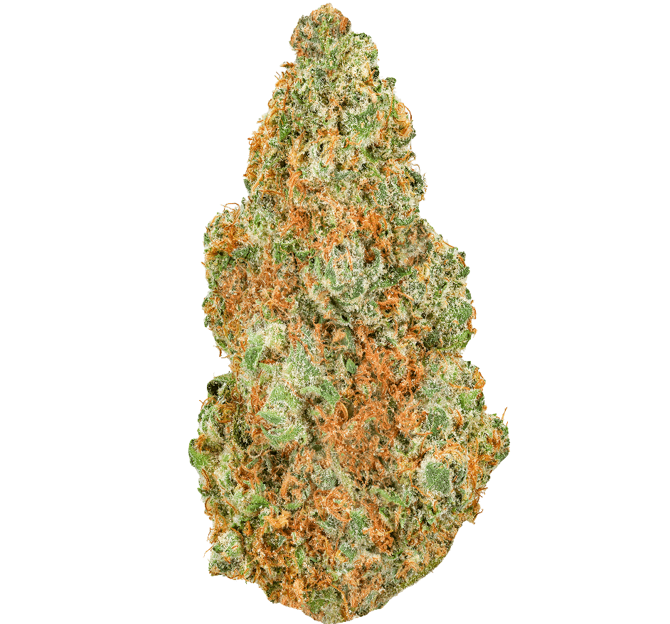 Yellow-Zushi-Strain (1) Yellow Zushi Strain