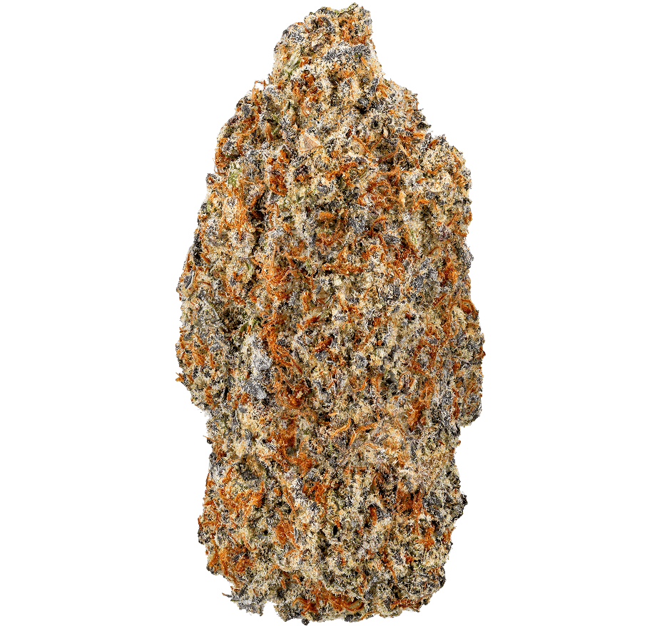 White-Devil-Strain White Devil Strain