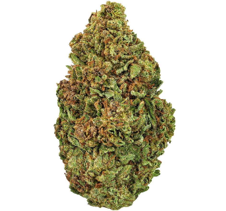 Yellow-Cake-Strain (1) Yellow Cake Strain