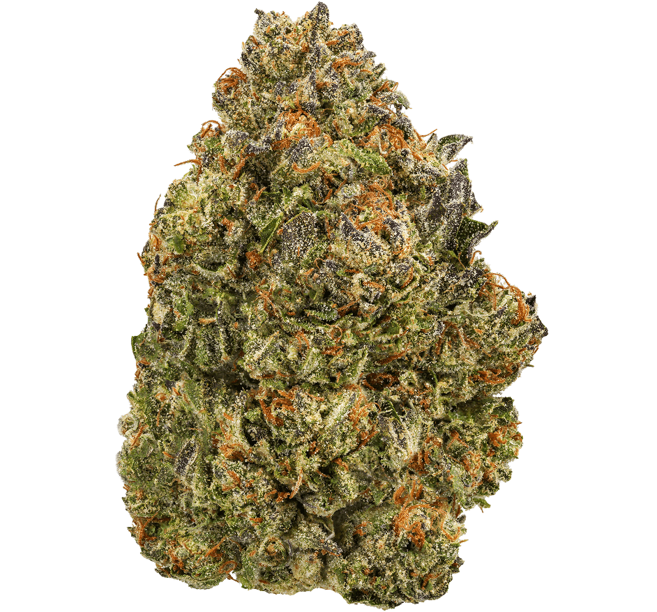 Gelato-Fuel-Strain (1) Gelato Fuel Strain